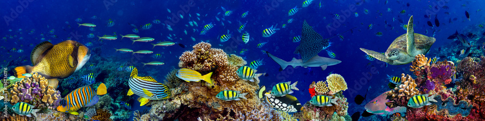 Obraz premium kolorowa szeroka podwodna rafa koralowa panorama tła z wieloma rybami, żółwiami i życiem morskim / Unterwasser Korallenriff breit Hintergrund