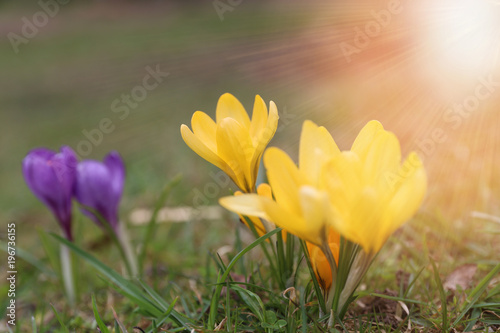 Beautiful violet and yellow crocuses flower growing on the green grass, the first day of spring. Seasonal easter sunny natural background.