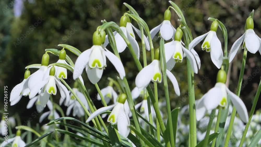 Snowdrops blooming in spring Snowdrops blooming in spring