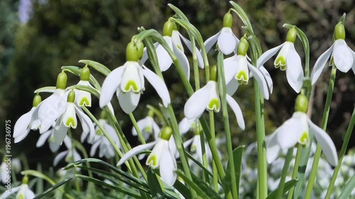 Snowdrops blooming in spring photo