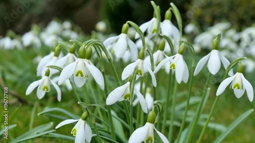 Snowdrops blooming in spring photo