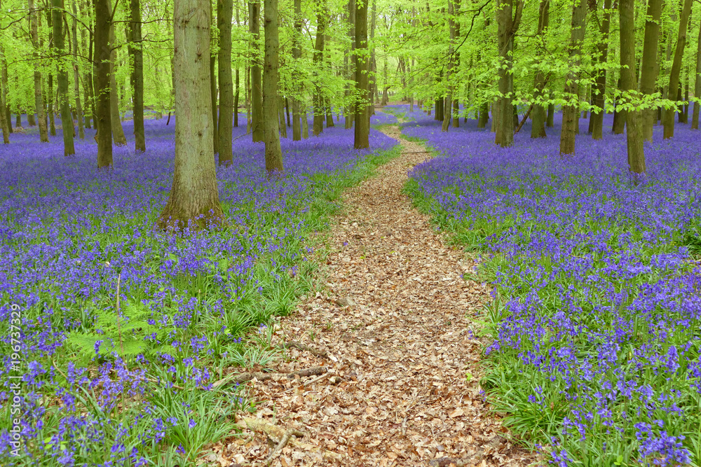 Ταπετσαρία Magical bluebells woods in Hertfordshire, England