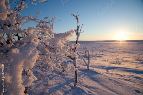 frozen trees in winter lappland