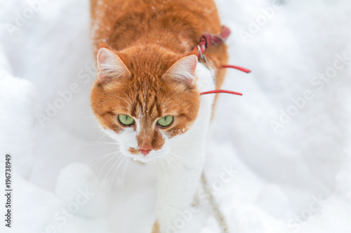 Fototapeta Naklejka Na Ścianę i Meble -  Cut red-white cat playing on white snow surface