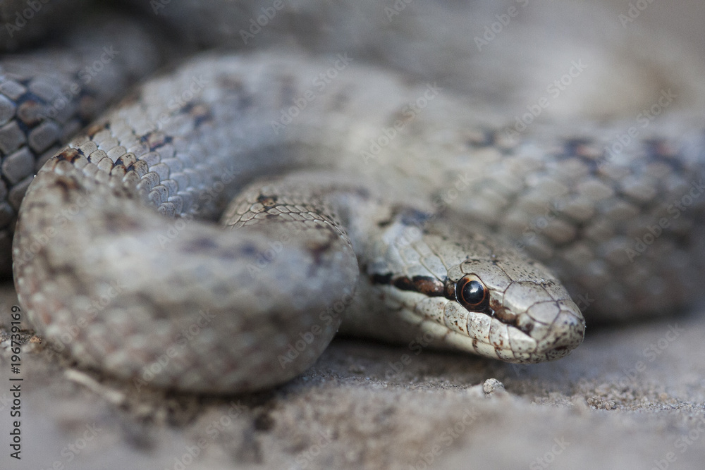 Obraz premium Smooth snake (Coronella austriaca) is a non-venomous colubrid species found in northern and central Europe, but also as far east as northern Iran