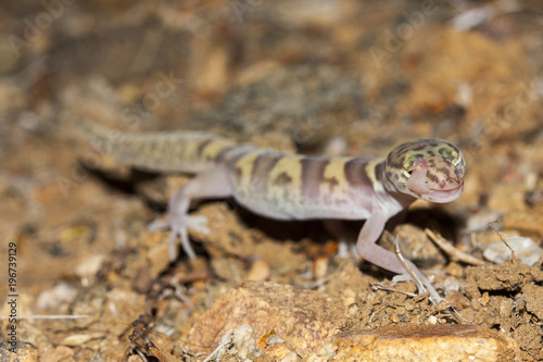 The western banded gecko (Coleonyx variegatus) is a species of gecko found in the southwestern United States. Individual licking his eye