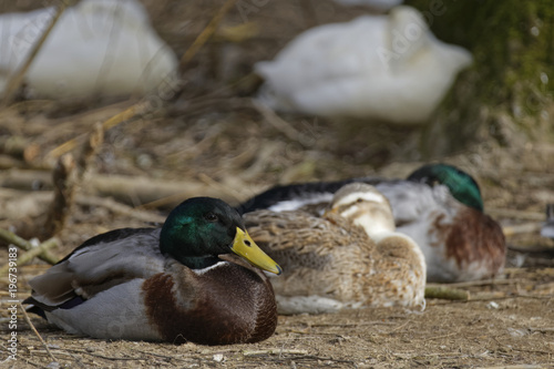 ducks and geese