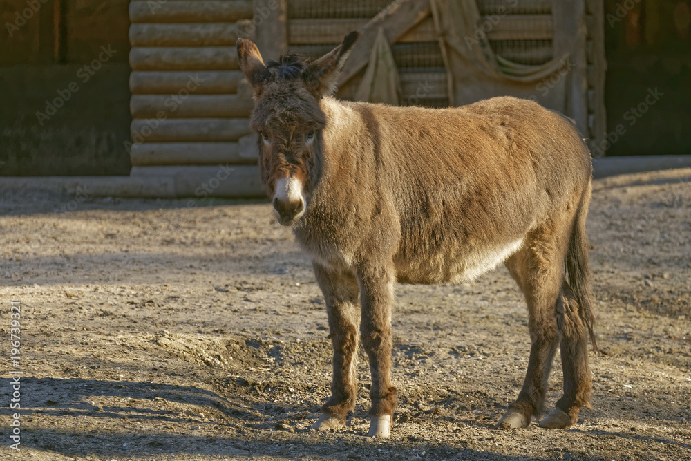 Fototapeta premium donkey