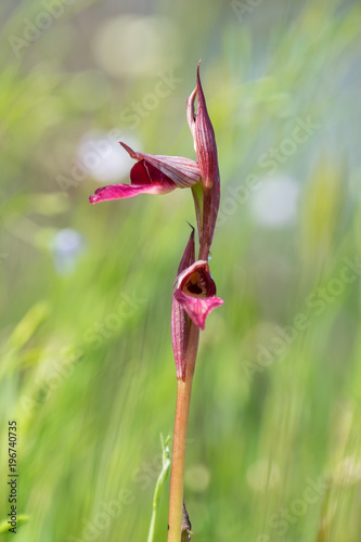 Fototapeta Naklejka Na Ścianę i Meble -  Orchidaceae Serapias Lingua
