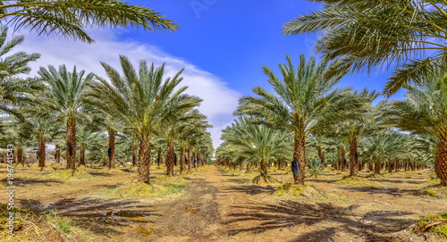 Plantation of date palms, maintenance. Tropical agriculture industry in the Middle East © sergei_fish13