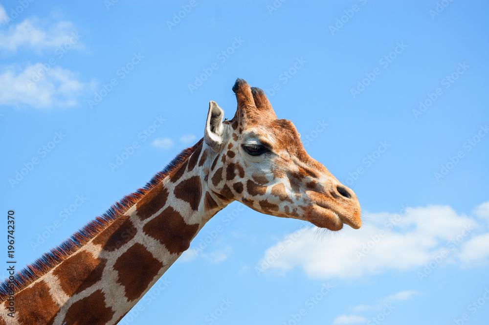 the head of a giraffe against a blue sky the head of a giraffe against a blue sky