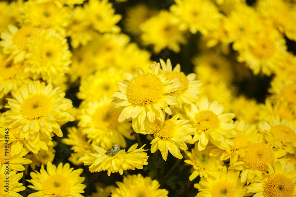 beautiful chrysanthemum flower blooming in garden beautiful chrysanthemum flower blooming in garden