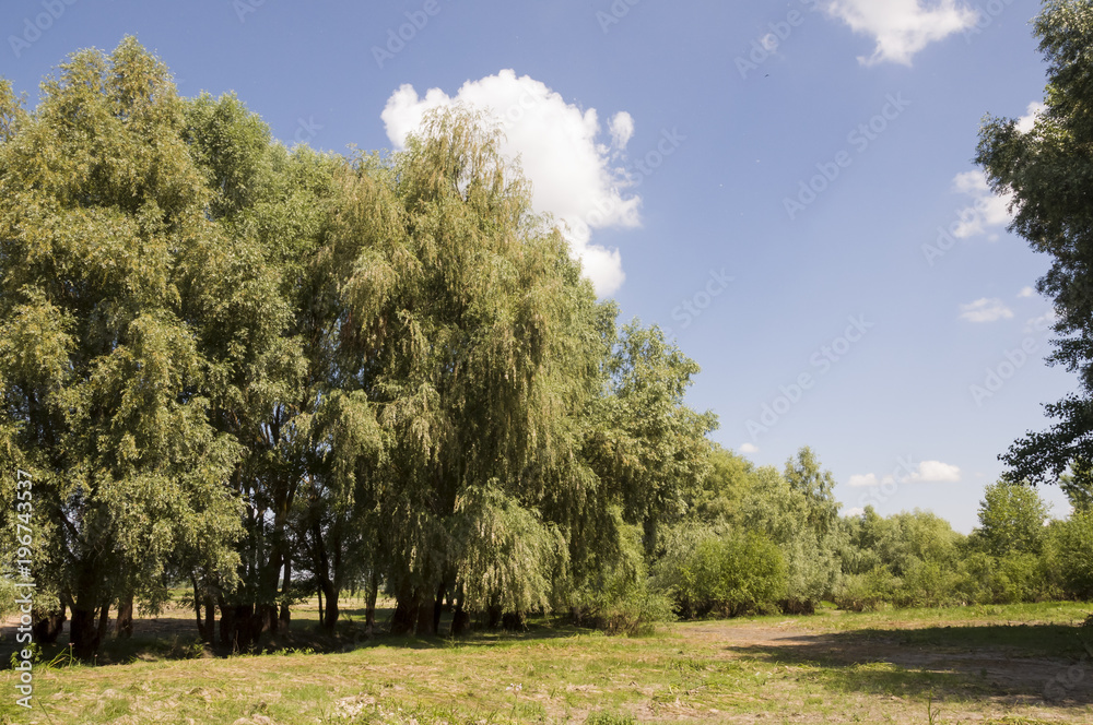 Poplar trees in the meadow. Green, summer Poplar trees in the meadow. Green, summer