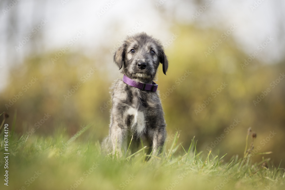 Irischer Wolfshund Welpe im Frühling Stock Photo | Adobe Stock