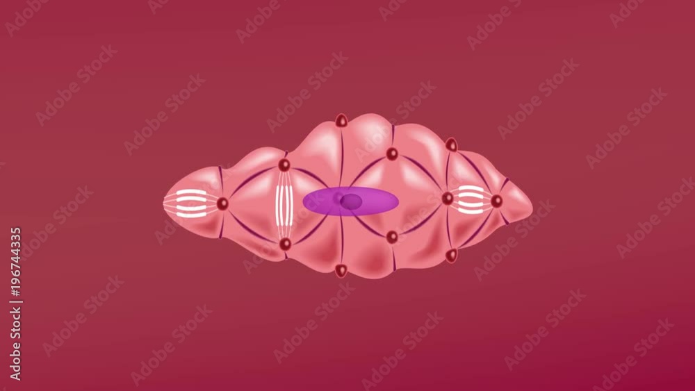 smooth muscle cell vector . anatomy . relaxed and contracted graphic animation