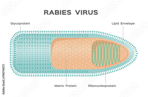 rabies virus vector / anatomy