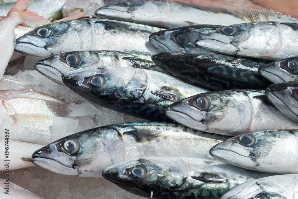 Obraz premium Whole Atlantic mackerel (Scomber scombrus) fishes isolated