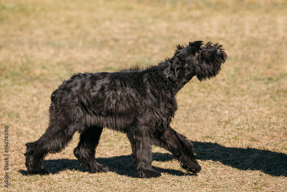 Walking Black Giant Schnauzer Or Riesenschnauzer Dog Outdoor. Step Walking Black Giant Schnauzer Or Riesenschnauzer Dog Outdoor. Step