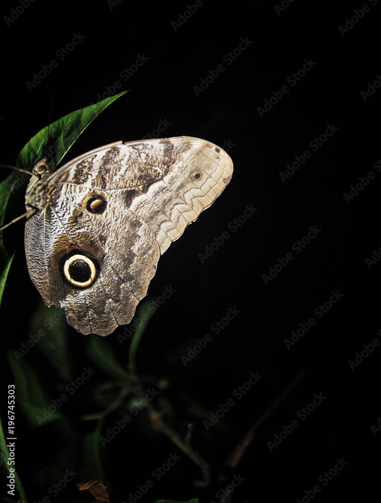 Fototapeta premium Mariposa buho