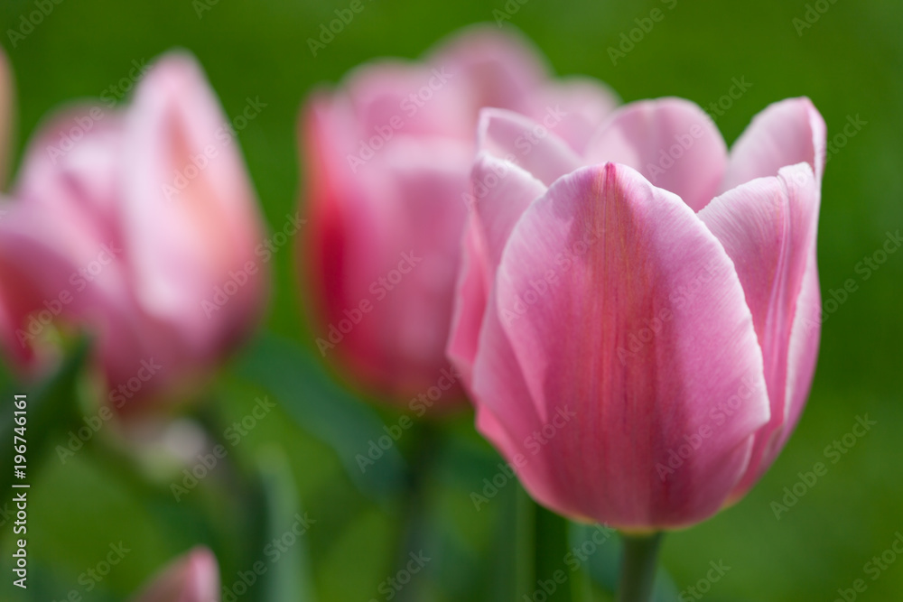 rosa Tulpen und schönen Bokeh als Nahaufnahme rosa Tulpen und schönen Bokeh als Nahaufnahme