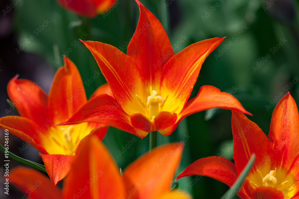 orange Tulpen und schönen Bokeh als Nahaufnahme orange Tulpen und schönen Bokeh als Nahaufnahme