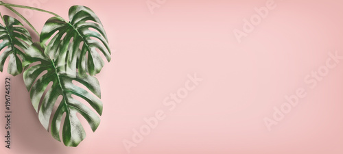 Tropical Monstera leaves at pastel pink background, summer background with co...