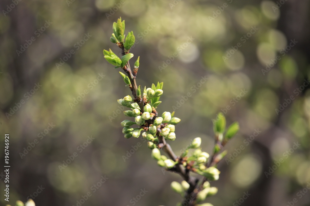 Obraz premium spring in the garden