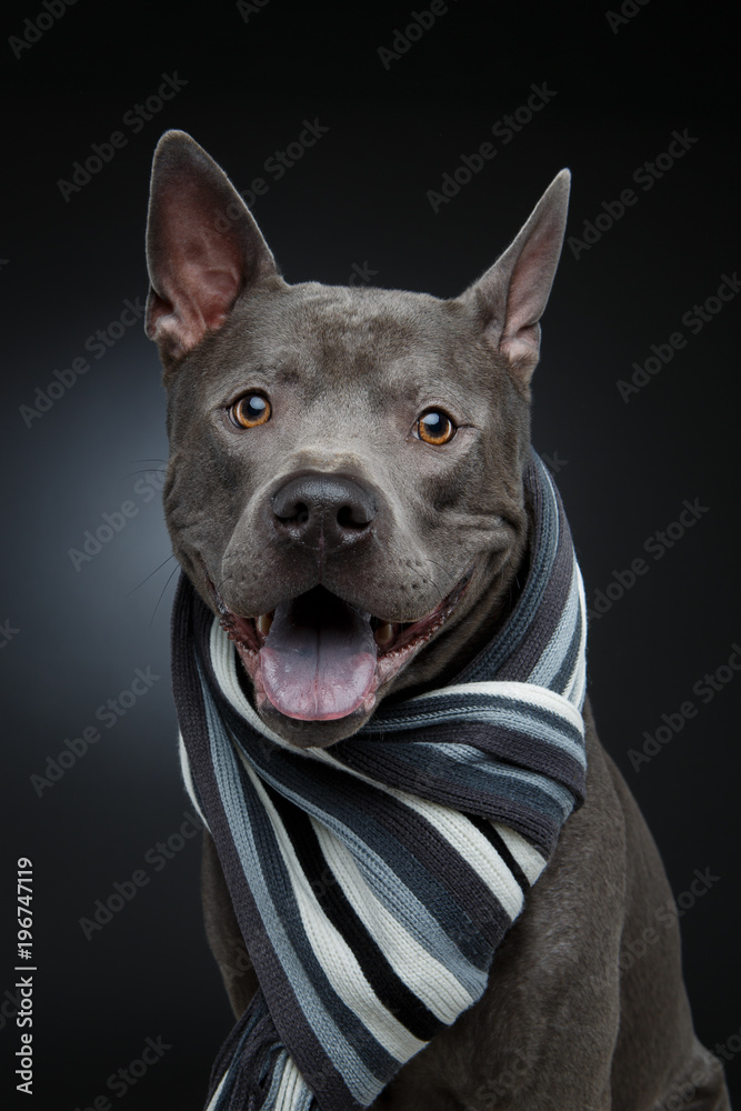 beautiful thai ridgeback dog in grey scarf