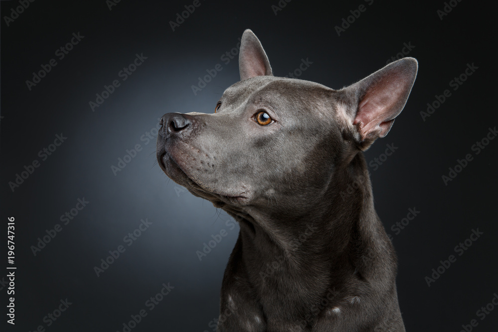 beautiful blue thai ridgeback dog beautiful blue thai ridgeback dog