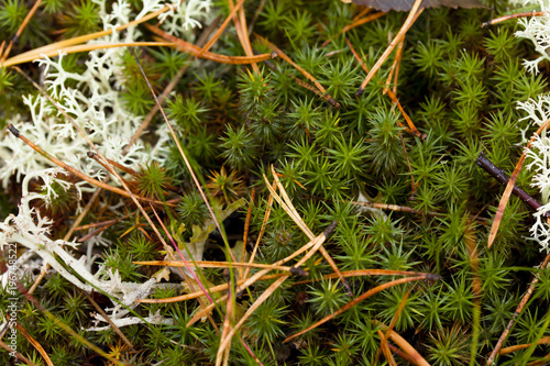 Natural Green Moss Closeup Background in autumn.