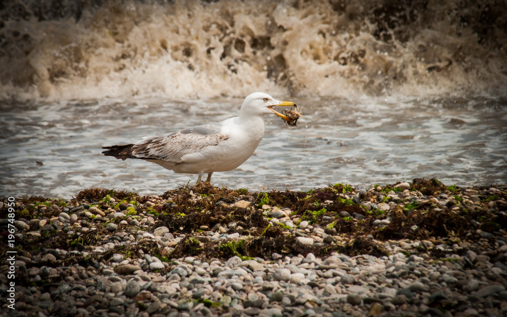 Fototapeta premium The seagull found a shellfish on the shore after a storm. May 2016. Black Sea, Crimea