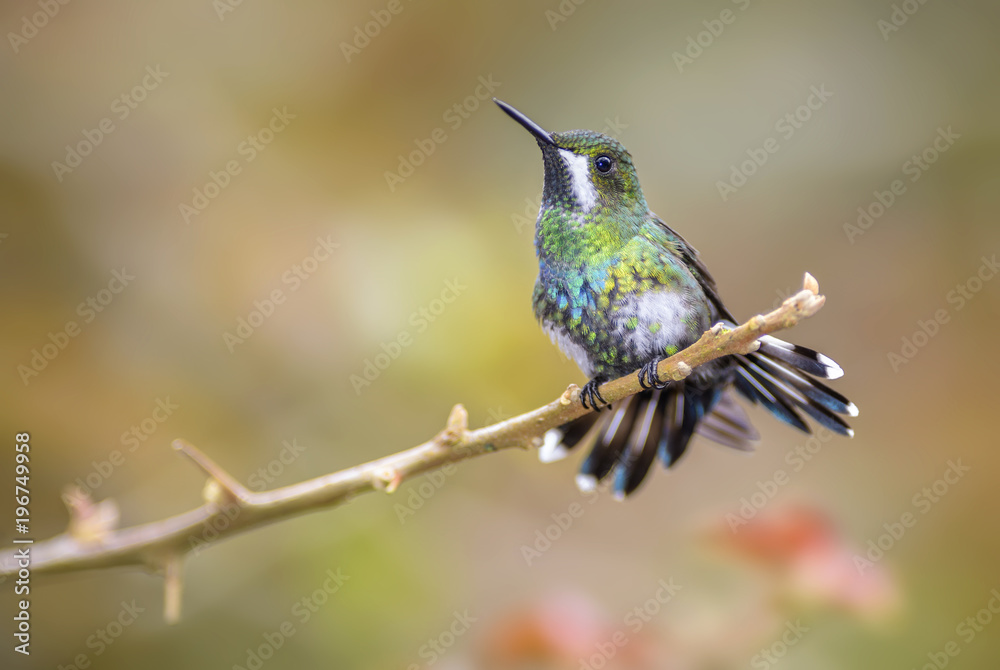 Obraz premium Green Thorntail - Discosura conversii, beautiful green and white hummingbird from Costa Rica La Paz Waterfall.