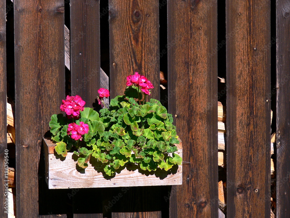 Blumenschmuck am Bretter-Zaun