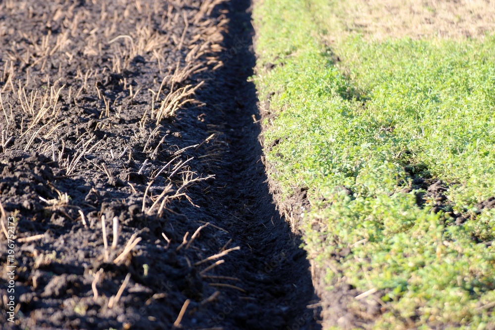 Fototapeta premium plowing and sowing
