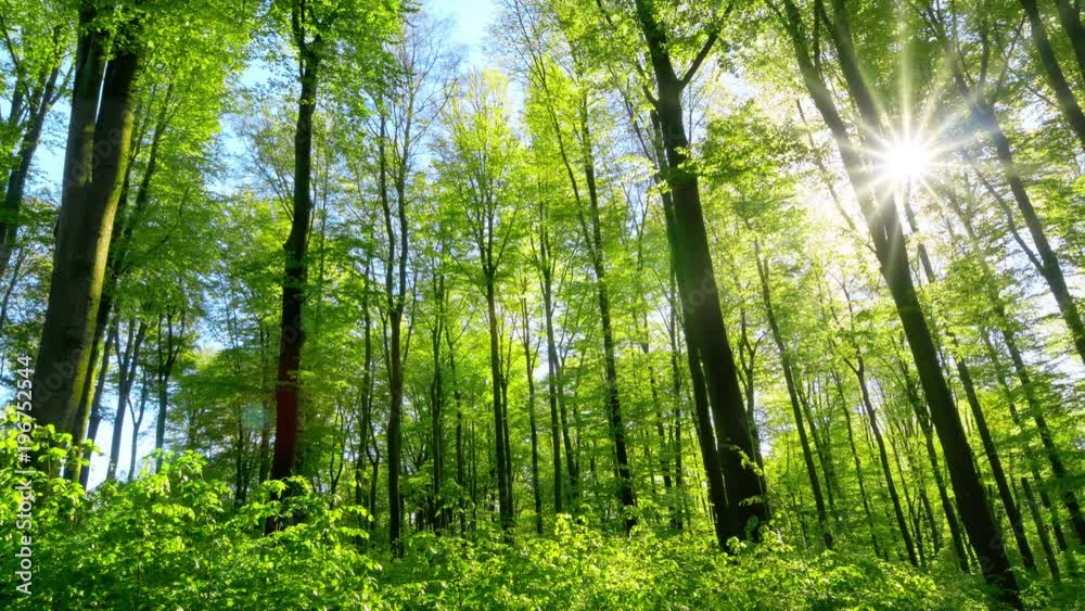Fresh green beech forest beautifully illuminated by warm rays of the spring sun, with slow camera panning