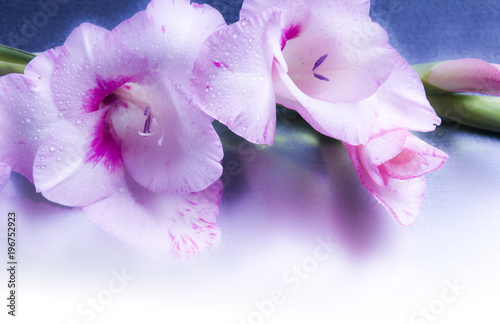 Tela pink flower lily gladiola over reflective backround
