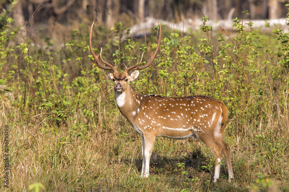 Spotted deer or chital male in Kanha National Park in India Spotted deer or chital male in Kanha National Park in India