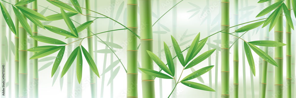 Fototapeta Horyzontalny tło z zielonymi bambusowymi trzonami i liśćmi na bielu