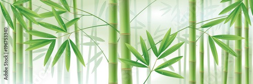 Horizontal background with green bamboo stems and leaves on white