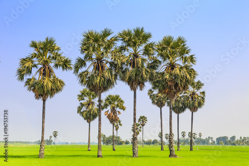 Rice paddy and sugar palm or toddy palm trees on paddy dike, nature view of rural area in Thailand