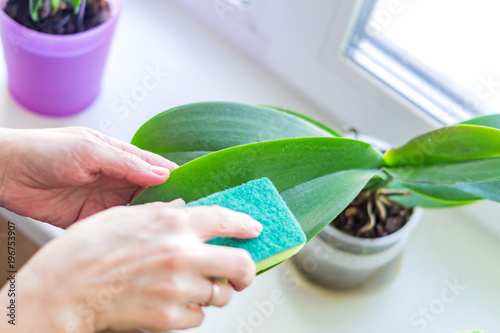 woman wipes the green leaves of orchid flower with a green sponge. House cleaning and domestic pant concept