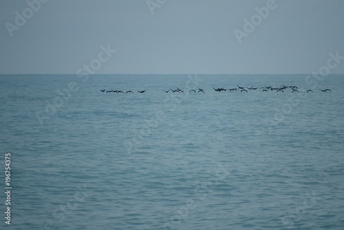 Birds over sea. Spring season. Rainy day.