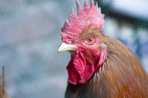 A handsome proud cock, lives on a farm. Farmer's cock