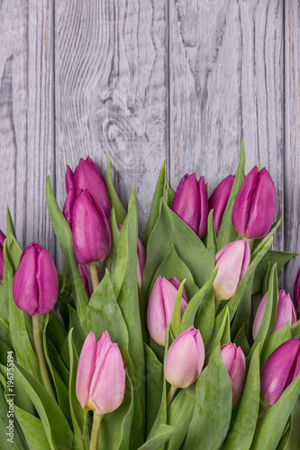 Pink tulips on a gray background. Free space