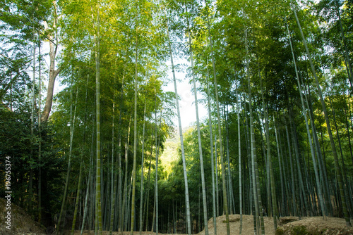                      Bamboo grove   