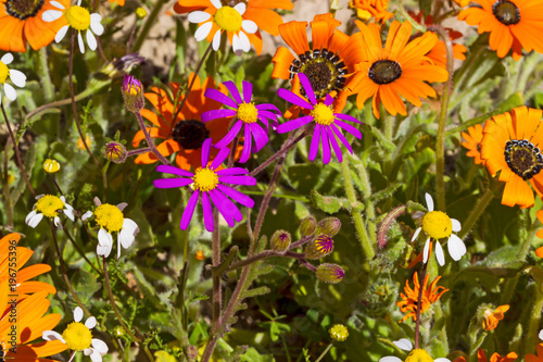 Purple and orange wildflowers photo