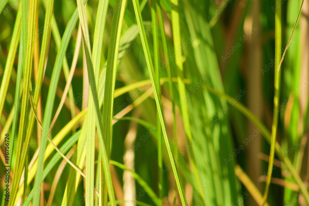 Yellow and green leaves of the elefant grass close up Yellow and green leaves of the elefant grass close up