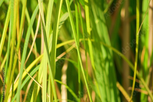 Yellow and green leaves of the elefant grass close up