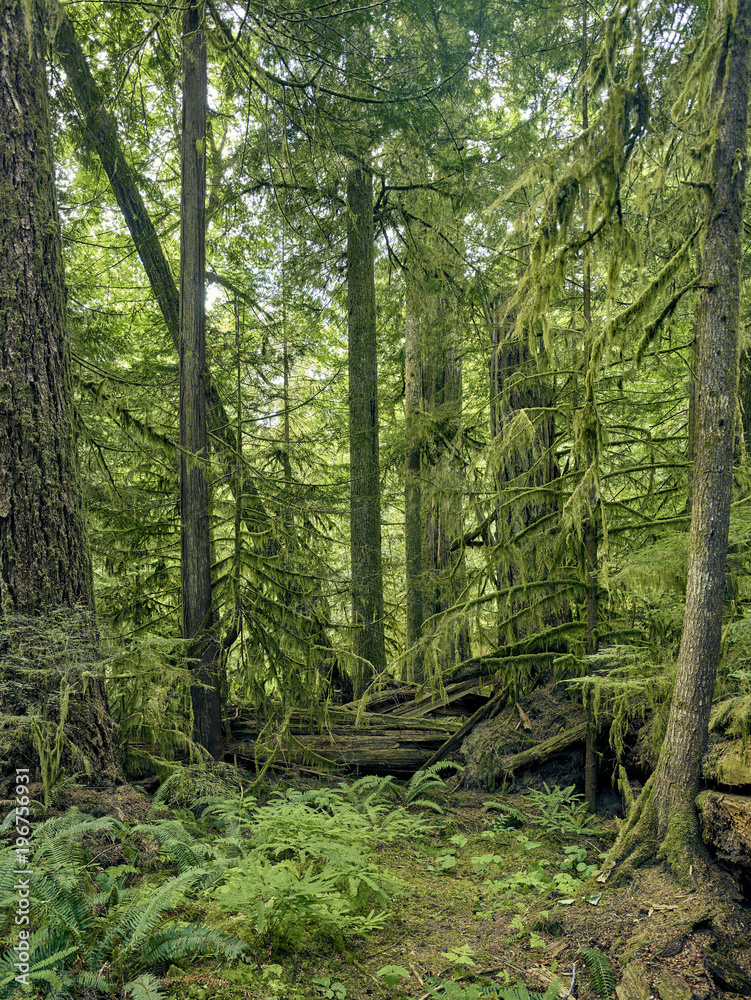 Obraz premium Canadian rain forest