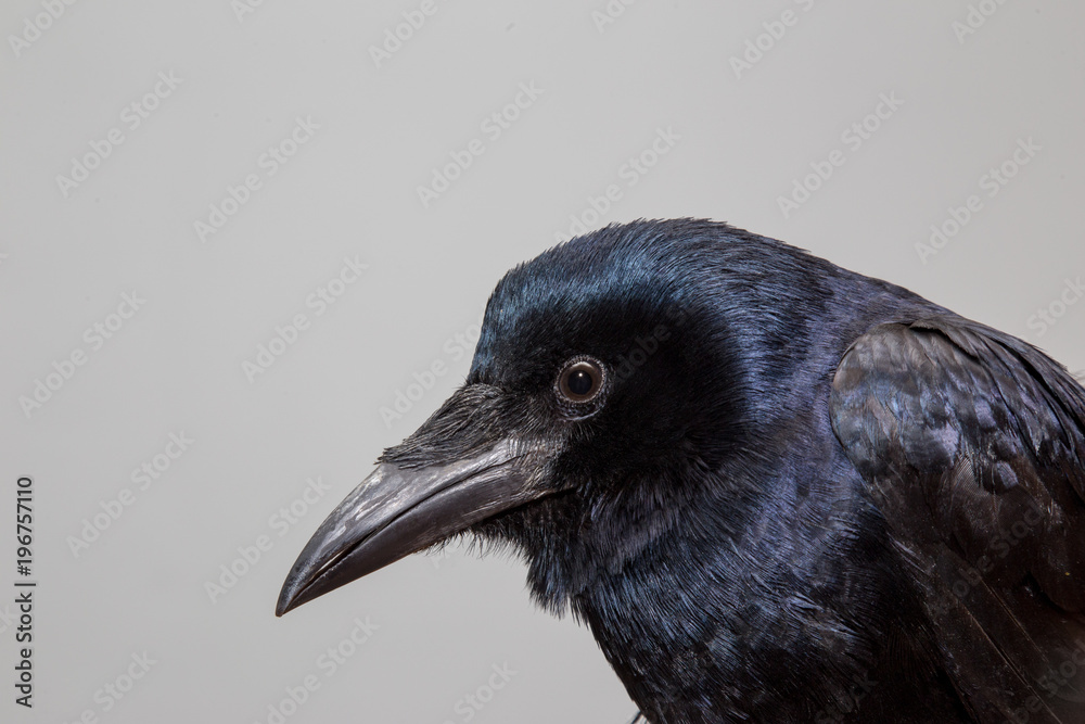 Fototapeta premium Crow (raven, jackdaw, rook) portrait in extreme detail portrait in extreme detail